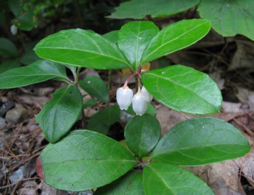 Wintergreen – Gaultheria procumbens